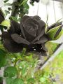 25 Pcs Black Colour Roses Flower SeedS- 25 Pcs Seeds. 