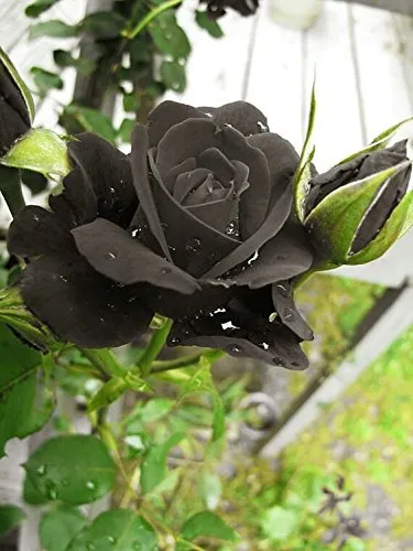 25%20Pcs%20Black%20Colour%20Roses%20Flower%20SeedS-%2025%20Pcs%20Seeds%20-%20Image%204