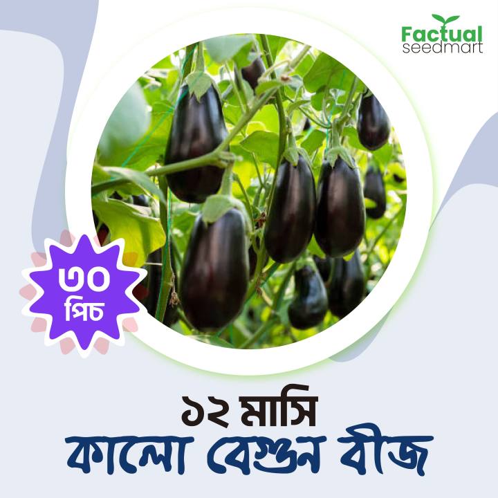 All Season Hybrid Quality Black Bagun Eggplant Seeds 30 Pice + Gift ...