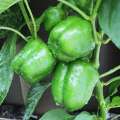 3 Type Chili Seed Combo Pack - Capcicum, Long Chili & Suryamukhi Chili- ক্যাপসিকাম, লম্বা মরিচ ও সূর্যমুখী মরিচের যথাক্রমে ২৫, ৫০ ও ২০ টা করে বীজ থাকবে - Combo code - veg1.