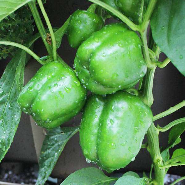 3%20Type%20Chili%20Seed%20Combo%20Pack%20-%20Capcicum,%20Long%20Chili%20&%20Suryamukhi%20Chili-%20%E0%A6%95%E0%A7%8D%E0%A6%AF%E0%A6%BE%E0%A6%AA%E0%A6%B8%E0%A6%BF%E0%A6%95%E0%A6%BE%E0%A6%AE,%20%E0%A6%B2%E0%A6%AE%E0%A7%8D%E0%A6%AC%E0%A6%BE%20%E0%A6%AE%E0%A6%B0%E0%A6%BF%E0%A6%9A%20%E0%A6%93%20%E0%A6%B8%E0%A7%82%E0%A6%B0%E0%A7%8D%E0%A6%AF%E0%A6%AE%E0%A7%81%E0%A6%96%E0%A7%80%20%E0%A6%AE%E0%A6%B0%E0%A6%BF%E0%A6%9A%E0%A7%87%E0%A6%B0%20%20%E0%A6%AF%E0%A6%A5%E0%A6%BE%E0%A6%95%E0%A7%8D%E0%A6%B0%E0%A6%AE%E0%A7%87%20%E0%A7%A8%E0%A7%AB,%20%E0%A7%AB%E0%A7%A6%20%E0%A6%93%20%E0%A7%A8%E0%A7%A6%20%E0%A6%9F%E0%A6%BE%20%E0%A6%95%E0%A6%B0%E0%A7%87%20%E0%A6%AC%E0%A7%80%E0%A6%9C%20%E0%A6%A5%E0%A6%BE%E0%A6%95%E0%A6%AC%E0%A7%87%20-%20Combo%20code%20-%20veg1%20-%20Image%203