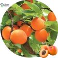 5 Pcs All Season Apricot Tree Seeds. 