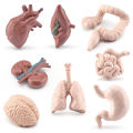 8pcs Simulation Human Body Organ Model Brain Heart Lung Liver Stomach Kidney Science Educational Toys Teaching Aids. 