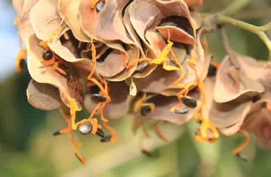 Akashmani Tree Seeds -30 Pcs seeds