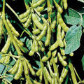 Soybean Tree Seeds -30 Pcs.