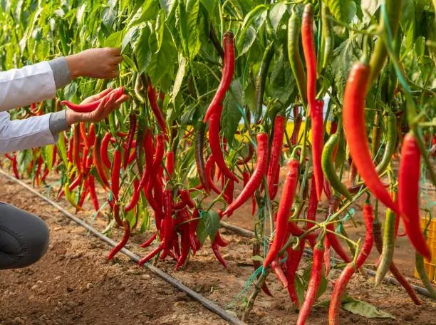 All%20Season%20Bijlee%20Chili%20Seeds%2060%20Pices/Hot%20Chili/Chili%20Seeds%20-%20Image%206