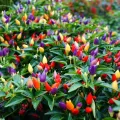 All Season Color Ornamental Chili Seeds - 30+ Pcs Seeds.