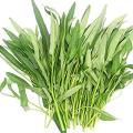 Water Spinach Seeds- 100+ pieces (Intek Packet) কলমি শাকের বীজ.
