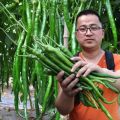 China Hybrid Confirm green long chili Seed 30 pcs Seeds+GIFT. 