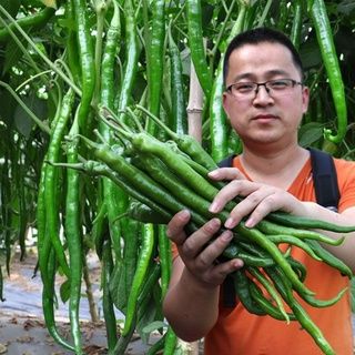 China Hybrid Confirm green long chili Seed 30 pcs Seeds+GIFT