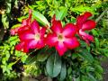 Adenium Obesum Plant Six+ inch Size - 1Pc Plant.