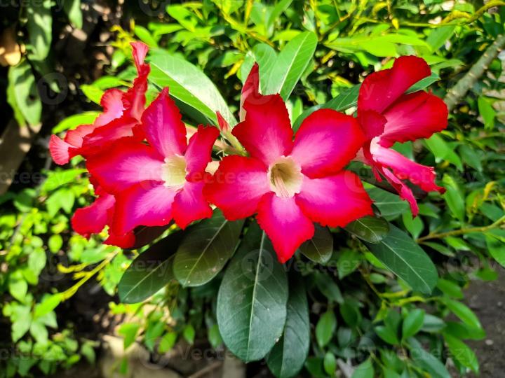 Adenium%20Obesum%20Plant%20Six+%20inch%20Size%20-%201Pc%20Plant%20-%20Image%202