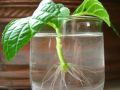 Root Hormone Cutting Aid 15g jar 1 pcs (Same As Picture). 