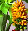 Very Rare Banana Bonsai Fruit Bonsai Rare Exotic Bonsai Banana Potted Gift Plant Decoration Home & Garden- 30Pcs seeds. 