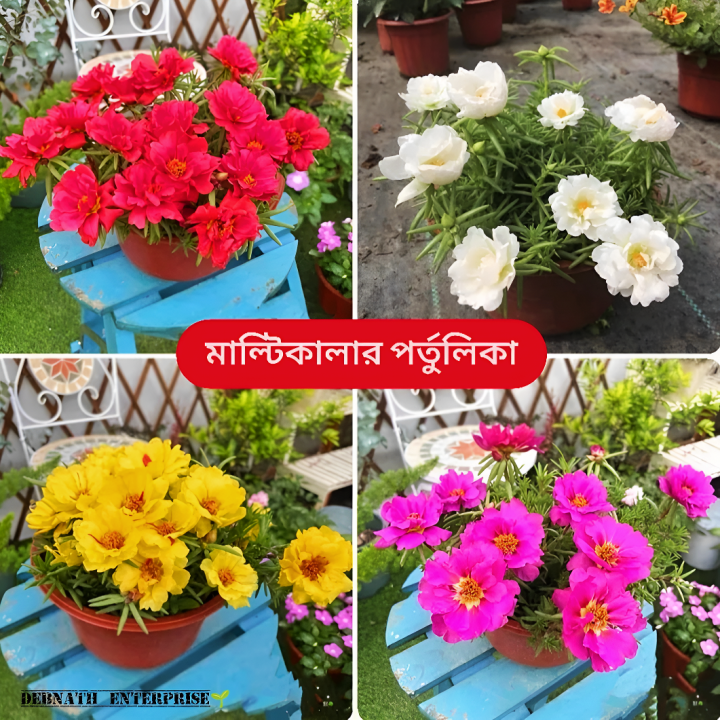 Global%20Moss%20Rose%20Portulaca%20Mixed%20Seeds%20-%2050+%20Seeds%20-%20Image%202