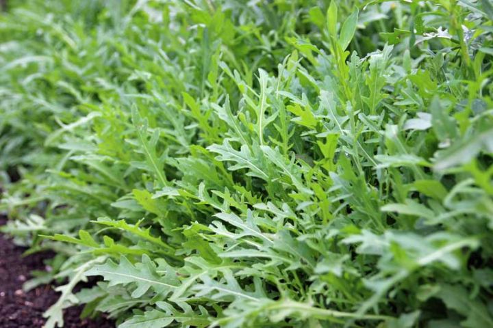 Arugula%20Rocket%20Leaves%20%E0%A6%B0%E0%A6%95%E0%A7%87%E0%A6%9F%20%E0%A6%B8%E0%A6%BE%E0%A6%B2%E0%A6%BE%E0%A6%A6%20Seed/%E0%A6%AC%E0%A7%80%E0%A6%9C-%20%E0%A7%A8%E0%A7%AB%20%E0%A6%AA%E0%A6%BF%E0%A6%B8%20-%20Image%205