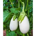 White Mini Eggplant Seeds -10 pieces seeds. 