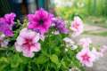 petunia flower seeds 30 pis + gift (all season). 