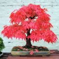 Mini Red Maple Tree Bonsai garden DIY Bonsai Maple Tree-15 Pcs SEEDS. 