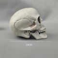 size Skull prop Creepy Lifelike Resin material Skeleton head decoration Detachable jaw Realistic looking skulls for Halloween. 