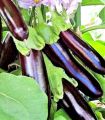 China Hybrid Brinjal Begun Eggplant Seed 30 Piece (লম্বা বেগুন বীজ). 
