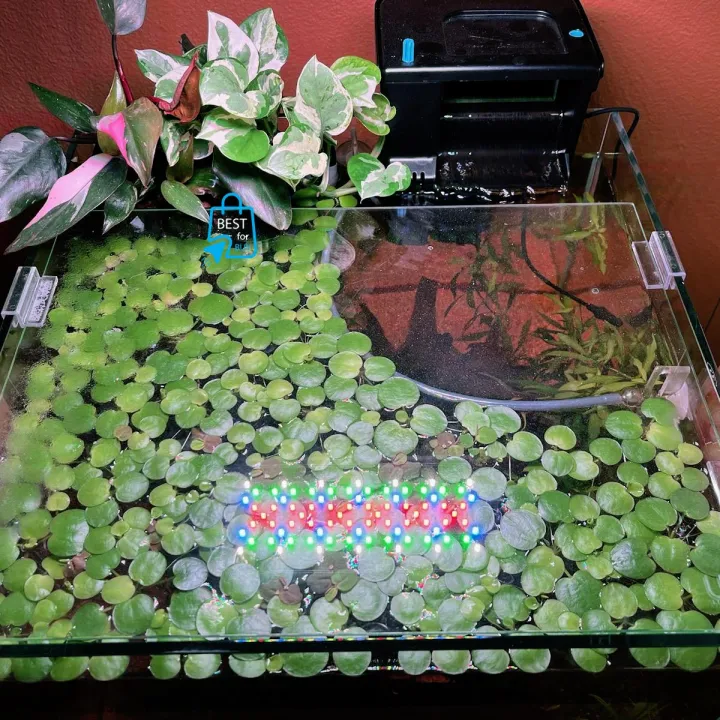 Amazon%20Frogbit%20Aquarium%20Plants%20Limnobium%20laevigatum%20-%20Floating%20Plants%20-%20Floating%20Aquarium%20Plant%20-%20Aquarium%20live%20plant%20(3%20Piece%20Plants)%20-%20Image%204