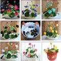 Global Water Lily Bonsai seeds- 5 Pcs (Lotus) seedS. 