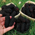 blackberry and blackberries fruit tree mulberry fruit bonsai healthy nutrition-10Pcs seeds.
