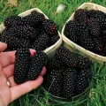 blackberry and blackberries fruit tree mulberry fruit bonsai healthy nutrition-10Pcs seeds.