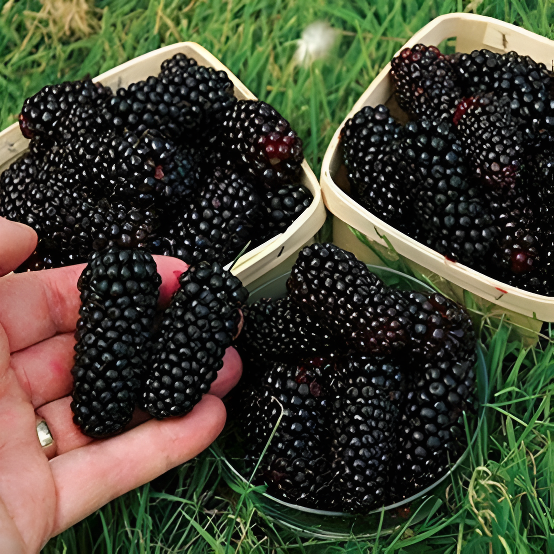 blackberry%20and%20blackberries%20fruit%20tree%20mulberry%20fruit%20bonsai%20healthy%20nutrition-10Pcs%20seeds%20-%20Image%205
