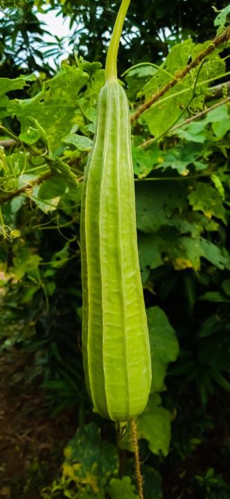 Hybrid%20jhinger%20vagetable%20seed%2010%20pice%20+%20gift%20(all%20season)%20-%20Image%202