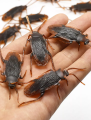 50/30/10/5 pcs Cockroaches Toy Halloween Gadget Gags Practical Jokes Toys Plastic Bugs Insect Model.