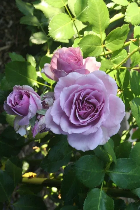 Rare%20Lavender%20Ice%20colour%20Roses%20Flower%2025%20Pcs%20Seeds%20-%20Image%204