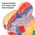 Human Brain Model for Neuroscience, Brain Anatomy Model Brain Model Brain Functional Partitioning +Study Guide. 