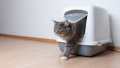 Moderna Mega Comfy Litter Box Warm Grey. 