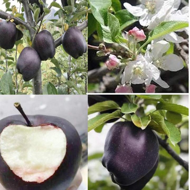 15 Pcs Black diamond apple tree Seeds