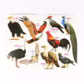 8 PCS Laminated Kids Book Set – Fruits Flowers Birds Fish Vegetables Reptiles Vehicles & Animals Picture Learning Alphabet in Bangla, English Letter Early Education Preschool Kindergarten Toddler Study for Children. 