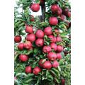 Red Apple Tree Bonsai Seeds -15 Pcs (Imported Global Seeds).