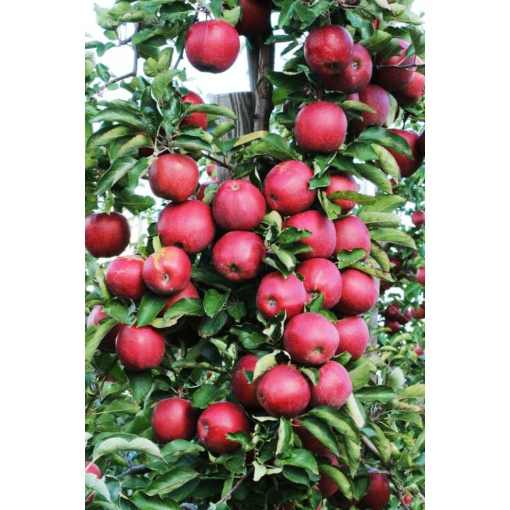 Red Apple Tree Bonsai Seeds -15 Pcs (Imported Global Seeds)