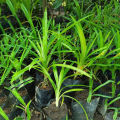 Polao Pata Small Pandan Tree Plant. 