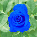 Blue rose flower seeds 8 pice + gift.