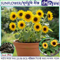 সূর্যমুখি / Sunflower Seed - 25/50/100+ pcs Hybrid Seed All Season.