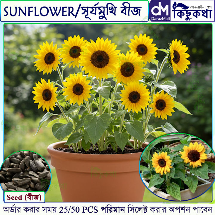 সূর্যমুখি / Sunflower Seed - 25/50/100+ pcs Hybrid Seed All Season