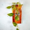 Wall flower Vase of natural wood and glass for office and living room. (with & without plant).