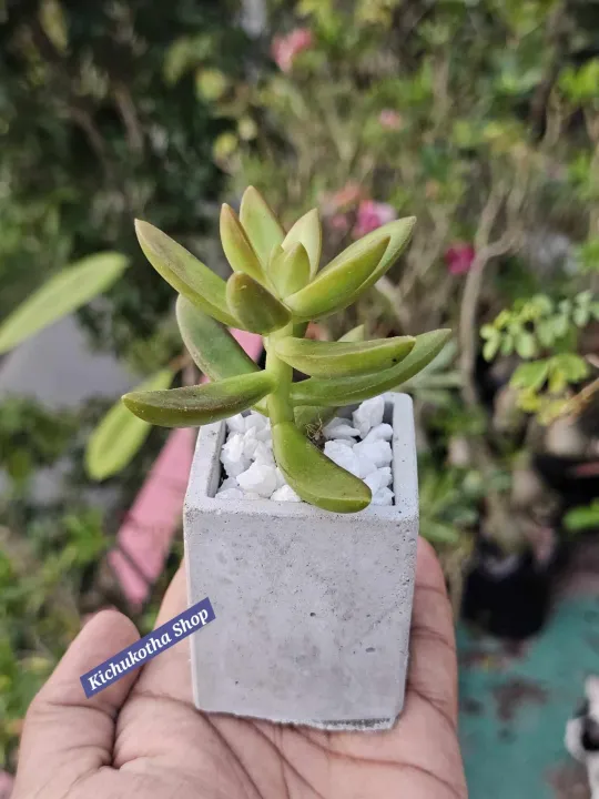 Square%20Shape%20Mini%20Plant%20Pot%20For%20Cactus%20Succulent%20Tubs%20Cement%20Made%20-%20Image%204