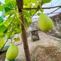 Compost Joibo Shar (Half kg) Re-Pack Fertilizer for all plants. 