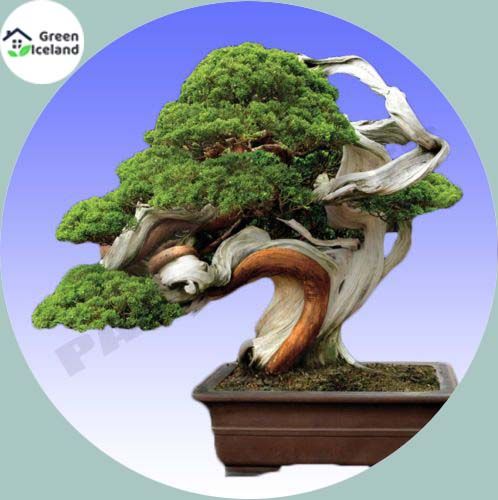 Natural Chinese Juniper Tree Bonsai Seeds -30 Pcs Seeds