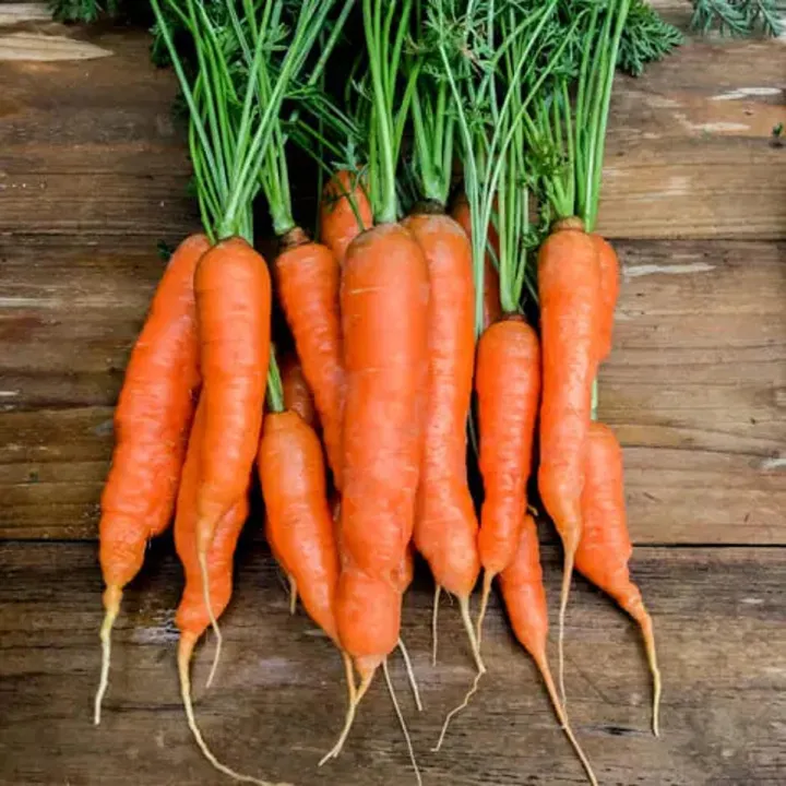 %E0%A6%97%E0%A6%BE%E0%A6%9C%E0%A6%B0/%20Carrot%20Seed%20-%20%2050/100%20pcs%20Seed%20-%20(%E0%A6%AC%E0%A6%BE%E0%A6%B0%E0%A6%AE%E0%A6%BE%E0%A6%B8%20%E0%A6%9A%E0%A6%BE%E0%A6%B7%20%E0%A6%AF%E0%A7%8B%E0%A6%97%E0%A7%8D%E0%A6%AF%20%E0%A6%B9%E0%A6%BE%E0%A6%87%E0%A6%AC%E0%A7%8D%E0%A6%B0%E0%A6%BF%E0%A6%A1%20%E0%A6%97%E0%A6%BE%E0%A6%9C%E0%A6%B0%E0%A7%87%E0%A6%B0%20%20%E0%A6%AC%E0%A7%80%E0%A6%9C%20%20)%20-%20Image%202