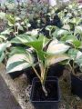 Njoy Pothos Money Plants Live With pot.