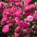 Global Rare Mary Colorful Rose Flower Tree Seeds - 30+ Seeds. 